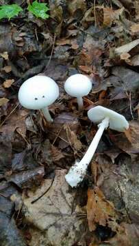 Image of Amanita bisporigera G. F. Atk. 1906