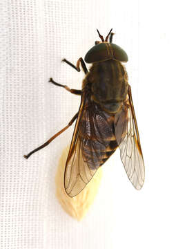 Image of dark giant horsefly