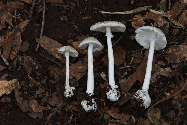 Image of Amanita bisporigera G. F. Atk. 1906