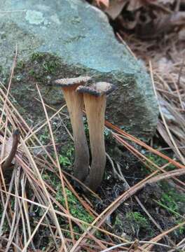 Image of Craterellus