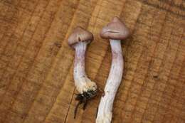 Inocybe resmi