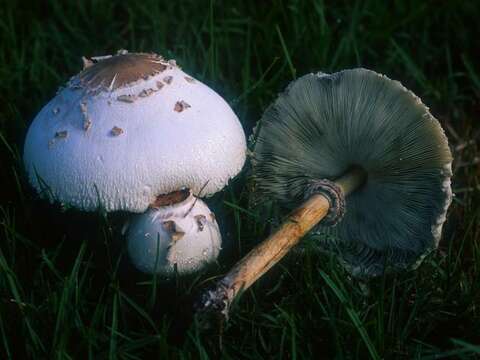 Image of Chlorophyllum