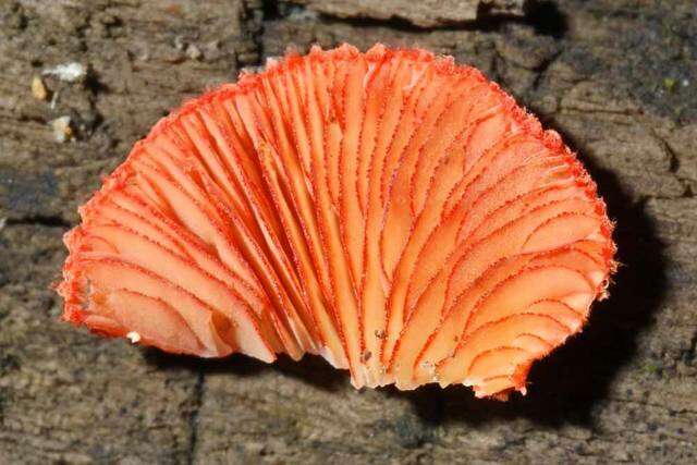 Image of Cinnabar oysterling