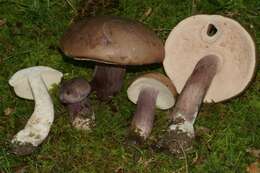 Imagem de Tylopilus plumbeoviolaceus (Snell & E. A. Dick) Snell & E. A. Dick 1941