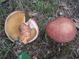 Image of Clinton’s boletus