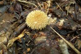 Image of Lycoperdon