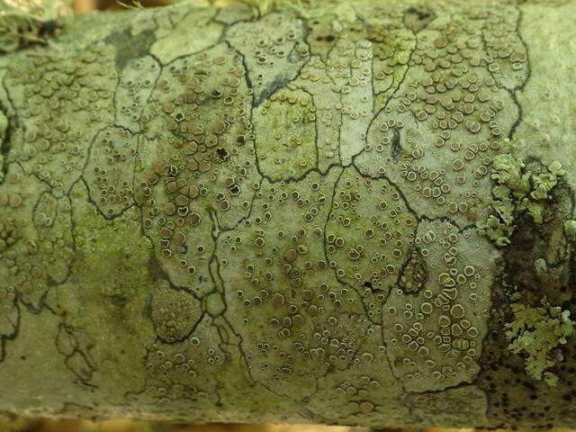 Image of Lecanora Ach.