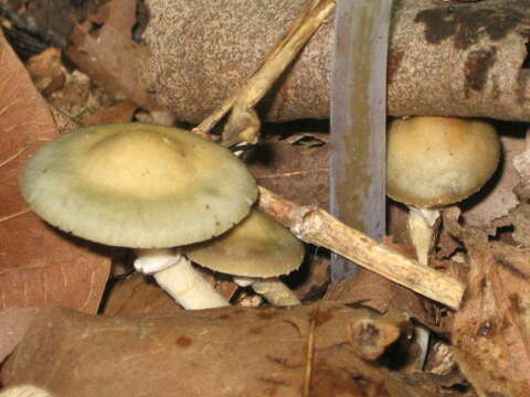 Image of Psilocybe ovoideocystidiata Guzmán & Gaines 2007