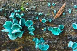 Image of Chlorociboriaceae