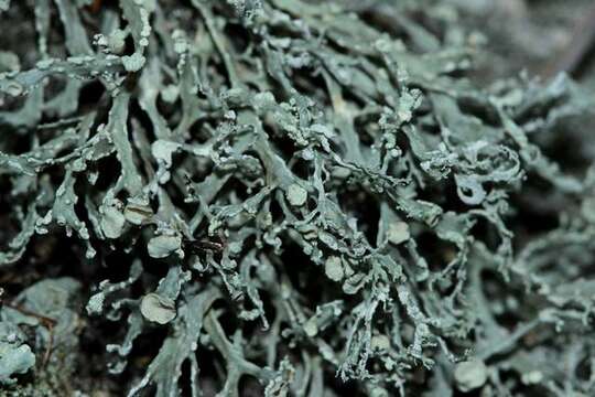 Image of intermediate cartilage lichen