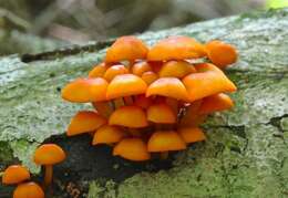 Image of Mycena leaiana (Berk.) Sacc. 1891