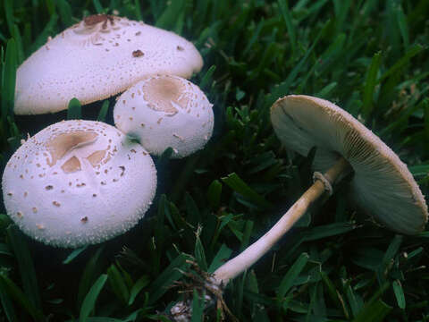 Image of Chlorophyllum