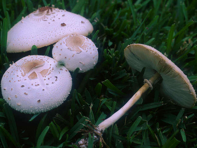 Chlorophyllum resmi