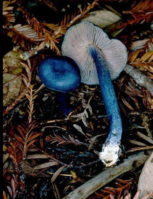 Image of Entoloma subcarneum (Largent) Blanco-Dios 2015