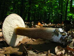 Image of Reddish brown bitter bolete