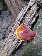 Image of Ganoderma