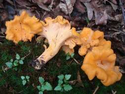 Image of Cantharellus lateritius (Berk.) Singer 1951