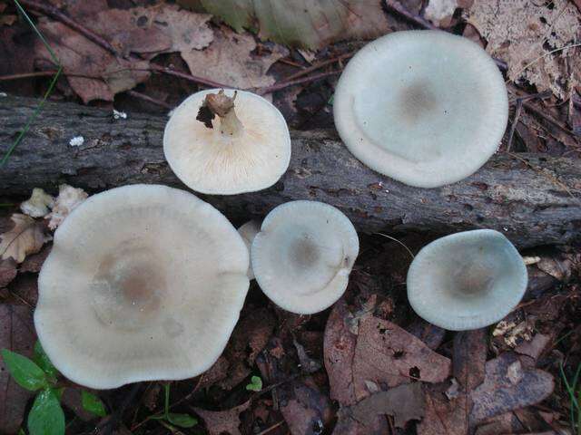 Image of Tricholomataceae