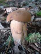 Imagem de Tylopilus ferrugineus (Frost) Singer 1947