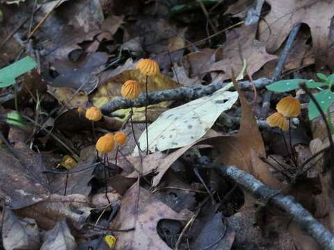 Image of <i>Marasmius siccus</i>