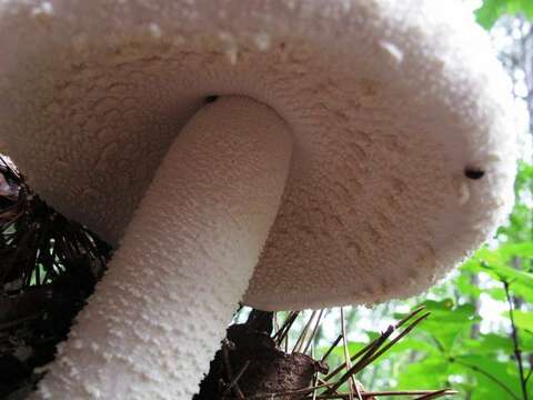 Image of <i>Amanita polypyramis</i>