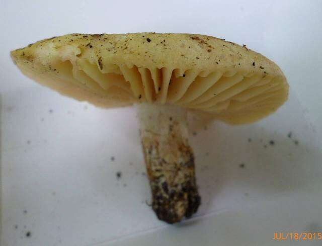 Image of Russula earlei Peck 1904