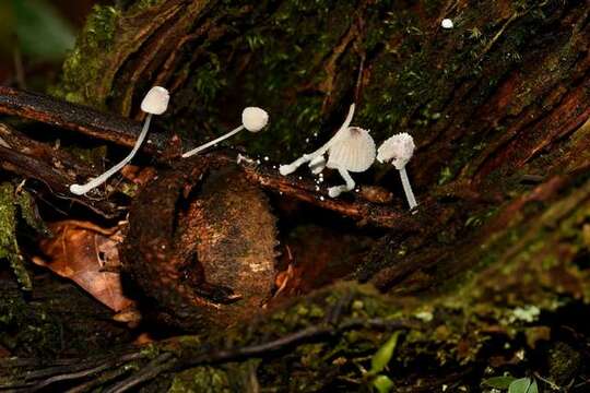 Image of <i>Mycena perlae</i>