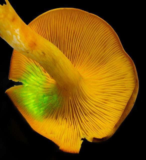 Image of Omphalotus