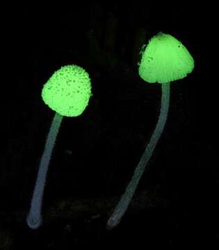 Image of <i>Mycena perlae</i>