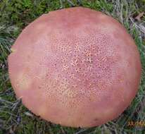 Image of Boletus pallidoroseus Both 1998