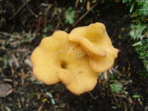 Image of Craterellus