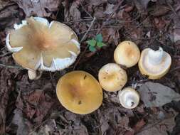 Image of Russula ochroleucoides Kauffman 1917