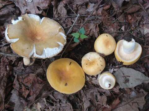 Image of Russula ochroleucoides Kauffman 1917