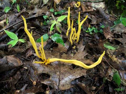 Clavulinopsis aurantiocinnabarina (Schwein.) Corner 1950 resmi