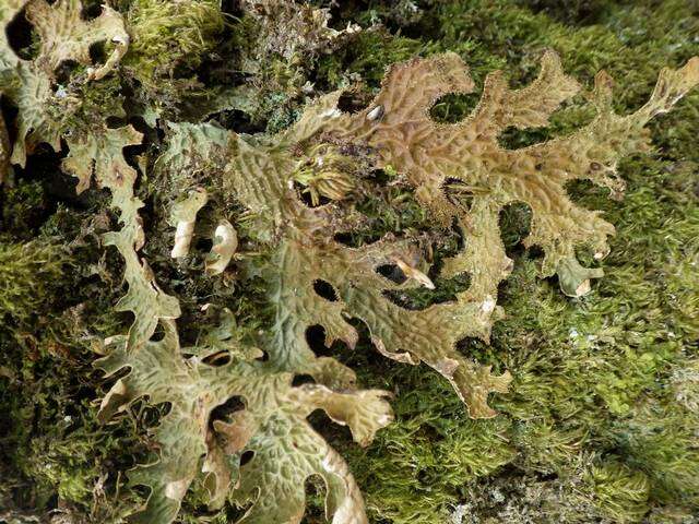 Image of lung lichen