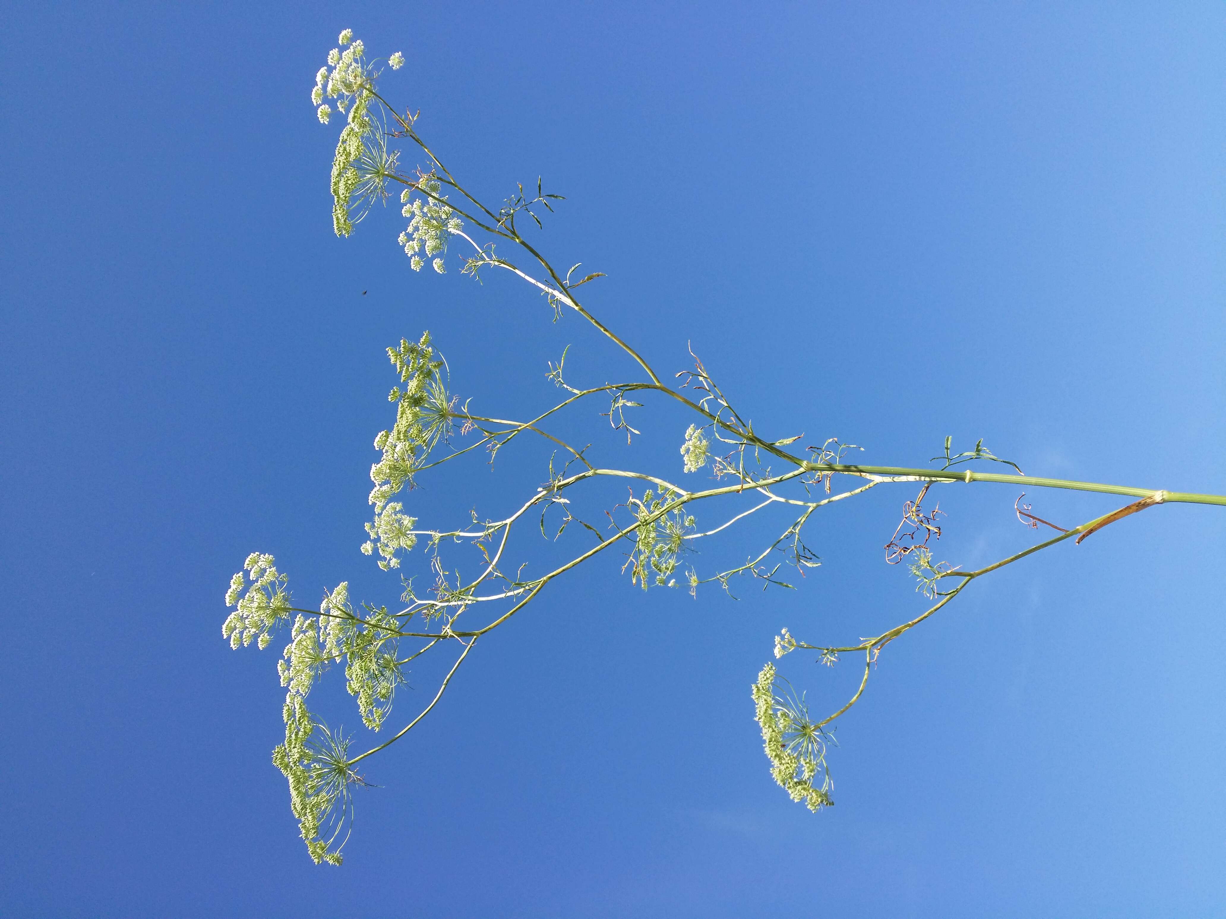 Imagem de Ammi majus L.