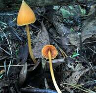 Image of Entoloma salmoneum (Peck) Sacc. 1887