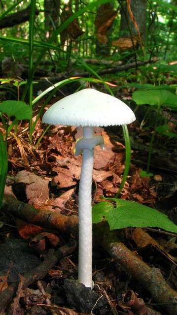 Image of Amanita bisporigera G. F. Atk. 1906