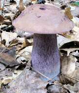 Imagem de Tylopilus plumbeoviolaceus (Snell & E. A. Dick) Snell & E. A. Dick 1941