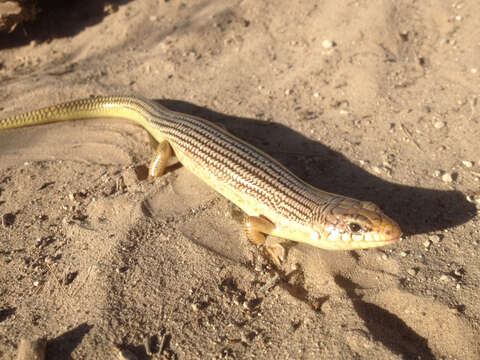 Image de Plestiodon obsoletus Baird & Girard 1852