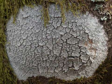 Phaeographis dendritica (Ach.) Müll. Arg. resmi