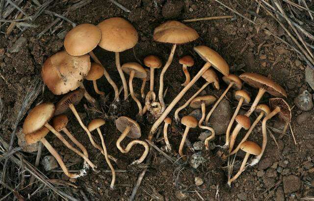 Image of Agrocybe