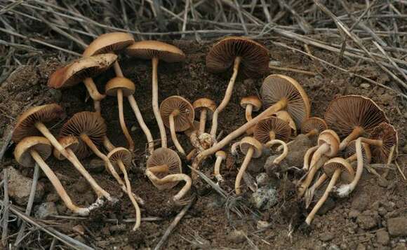 Image of Agrocybe