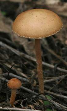 Image of Agrocybe