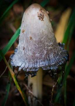 Image of Coprinus