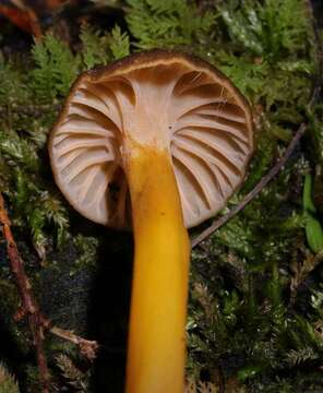 Image of Craterellus