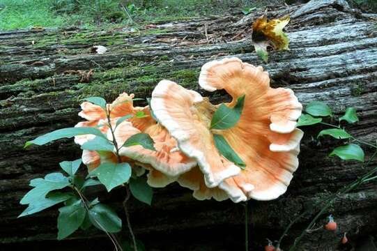 Image de Laetiporus