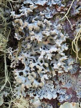 Image of Powder-headed tube lichen