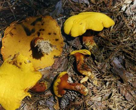 Buchwaldoboletus resmi