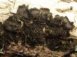 Collema furfuraceum (Arnold) Du Rietz resmi